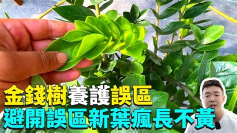 金錢樹種植|金錢樹怎麼種？讓你的家中綠意盎然的方法 – 植物盆栽綠寶典